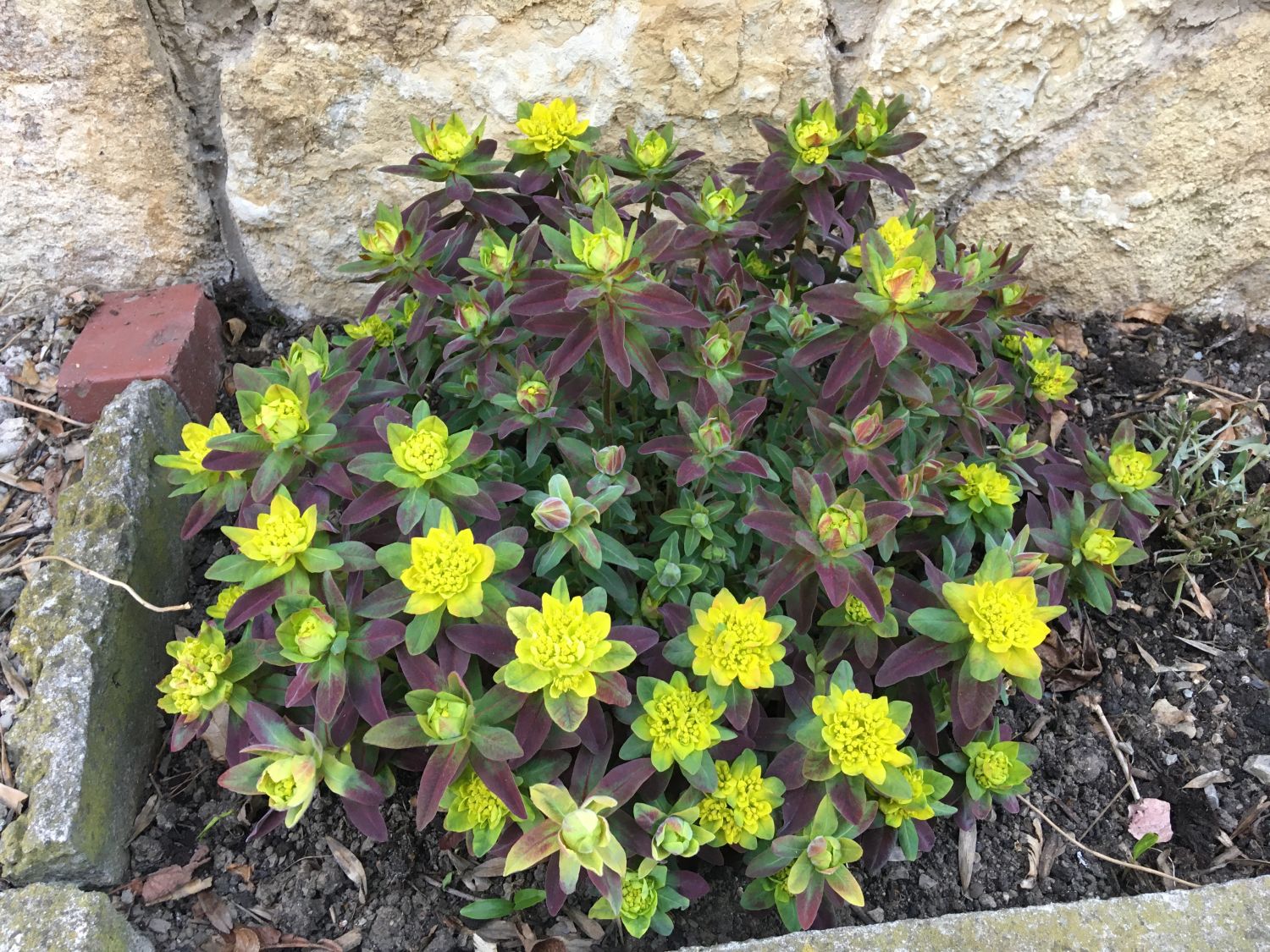 Gold-Wolfsmilch 'Bonfire' - Euphorbia polychroma 'Bonfire'