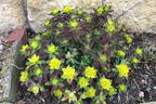 Gold-Wolfsmilch 'Bonfire' - Euphorbia polychroma 'Bonfire'