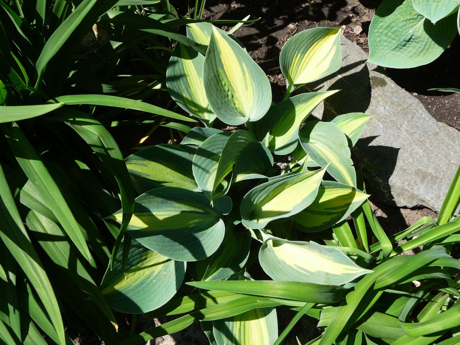 Graublaue Funkie 'Touch of Class' - Hosta x tardiana 'Touch of Class'