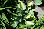 Graublaue Funkie 'Touch of Class' - Hosta x tardiana 'Touch of Class'