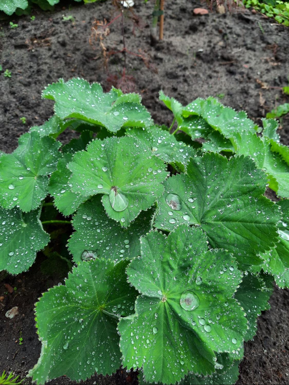 Großblättriger Frauenmantel - Alchemilla mollis