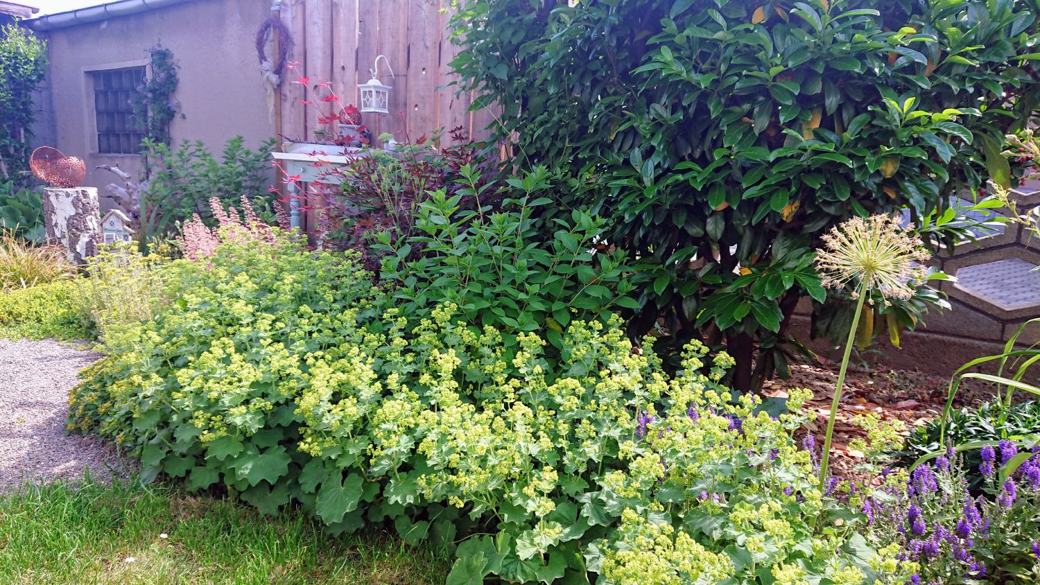 Großblättriger Frauenmantel - Alchemilla mollis