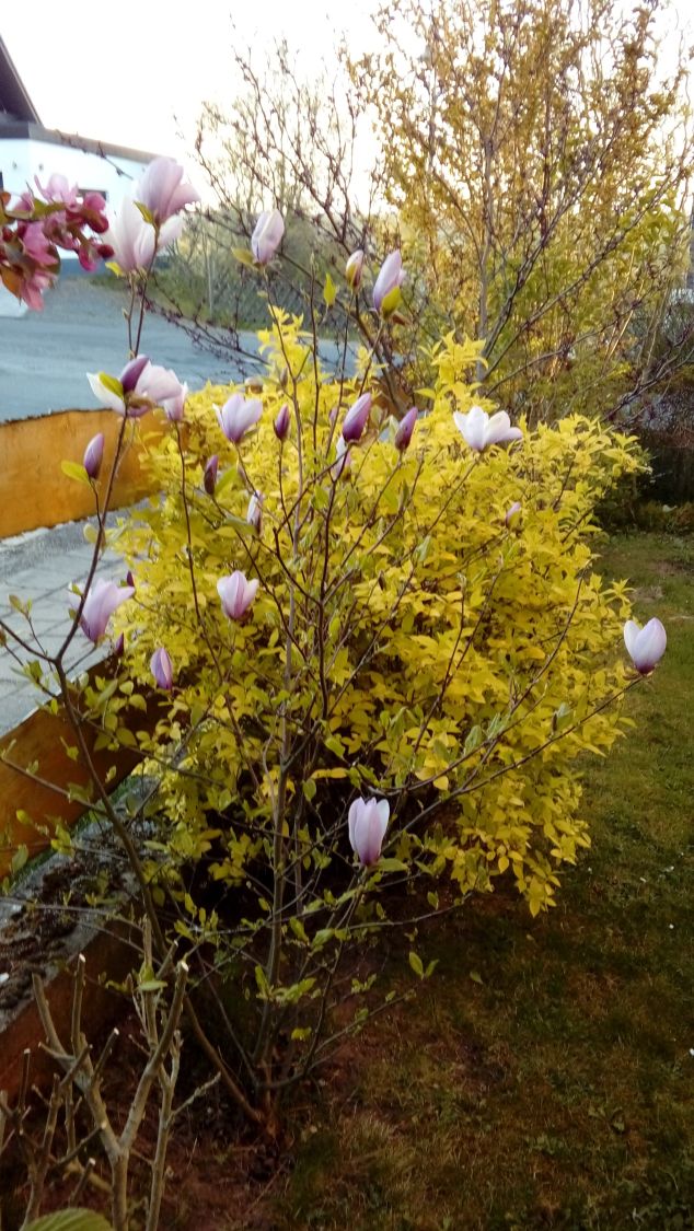 Großblumige Magnolie 'Galaxy' - Magnolia sprengeri 'Galaxy'