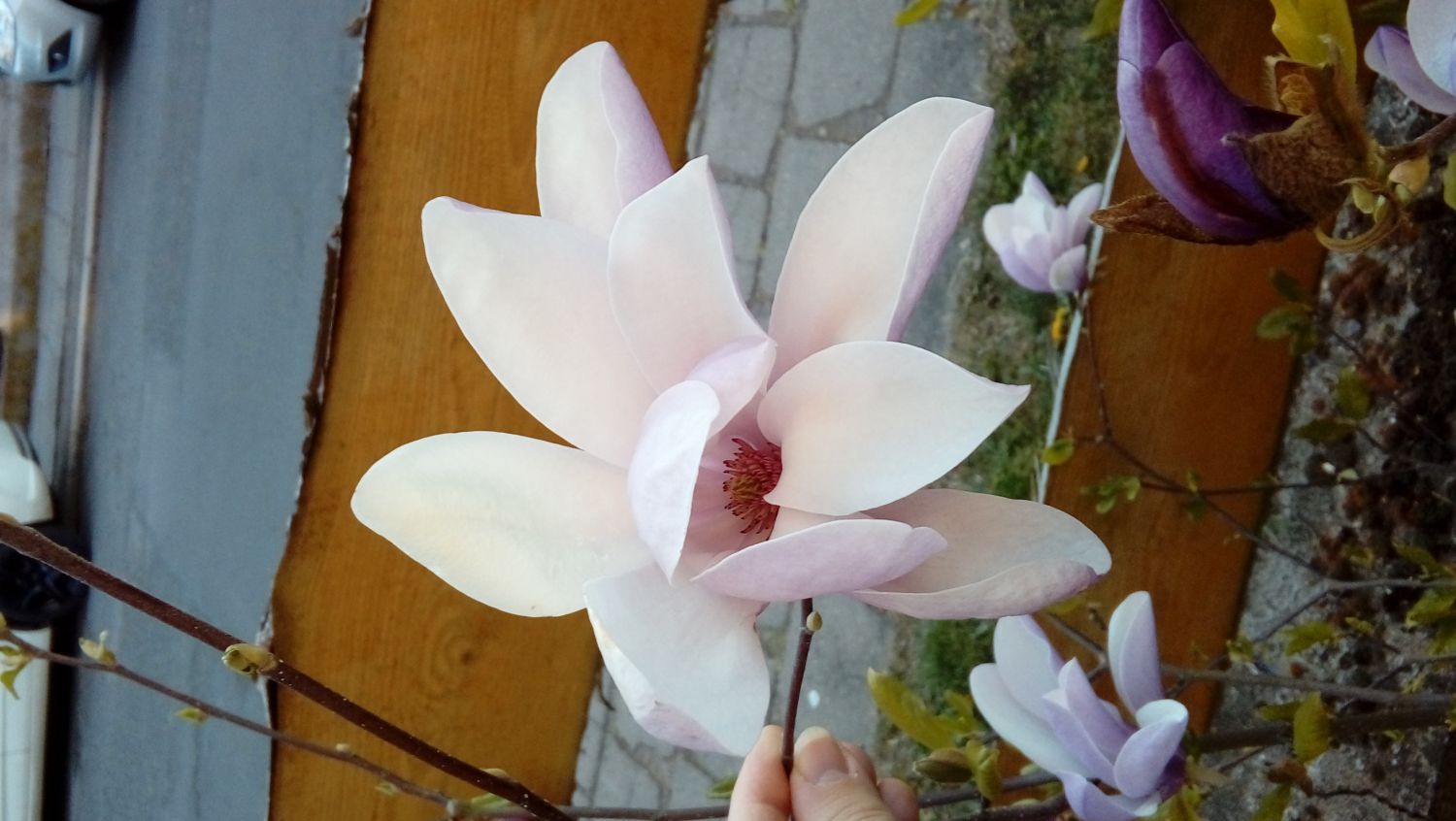 Großblumige Magnolie 'Galaxy' - Magnolia sprengeri 'Galaxy'
