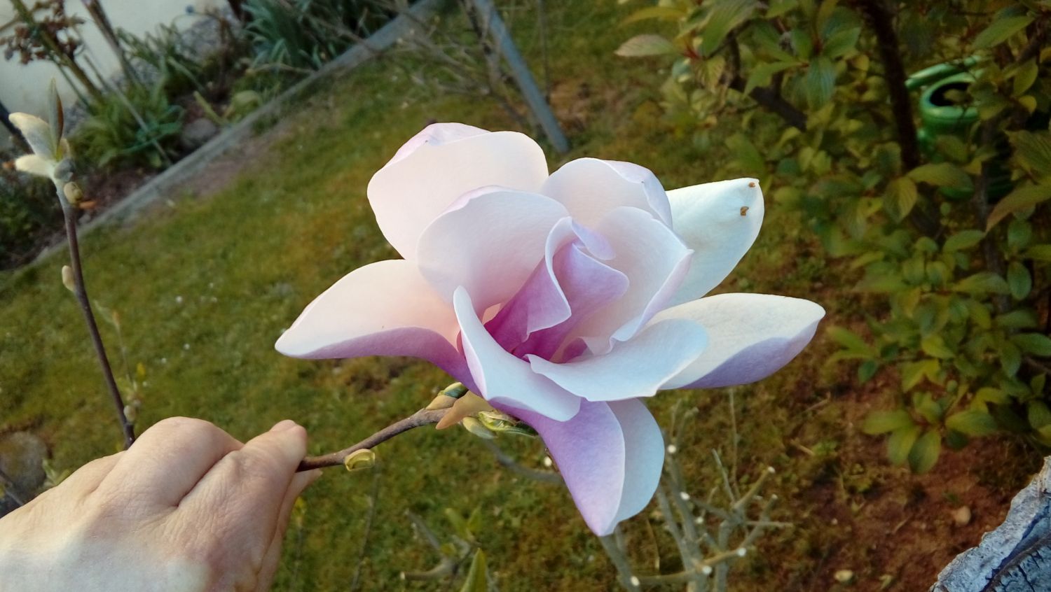 Großblumige Magnolie 'Galaxy' - Magnolia sprengeri 'Galaxy'