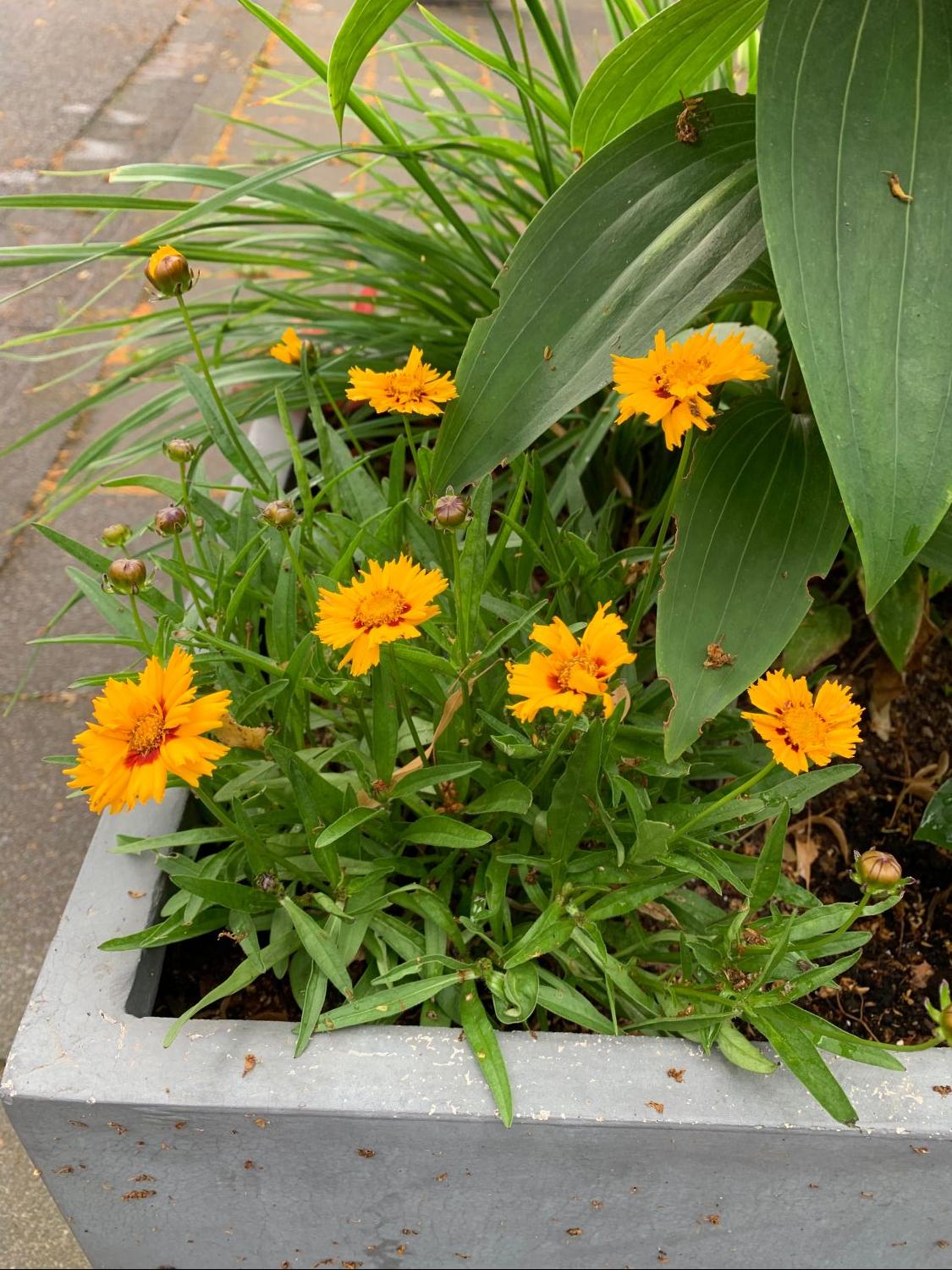 Großblumiges Mädchenauge 'Andiamo Yellow with Red' - Coreopsis grandiflora 'Andiamo Yellow with Red'