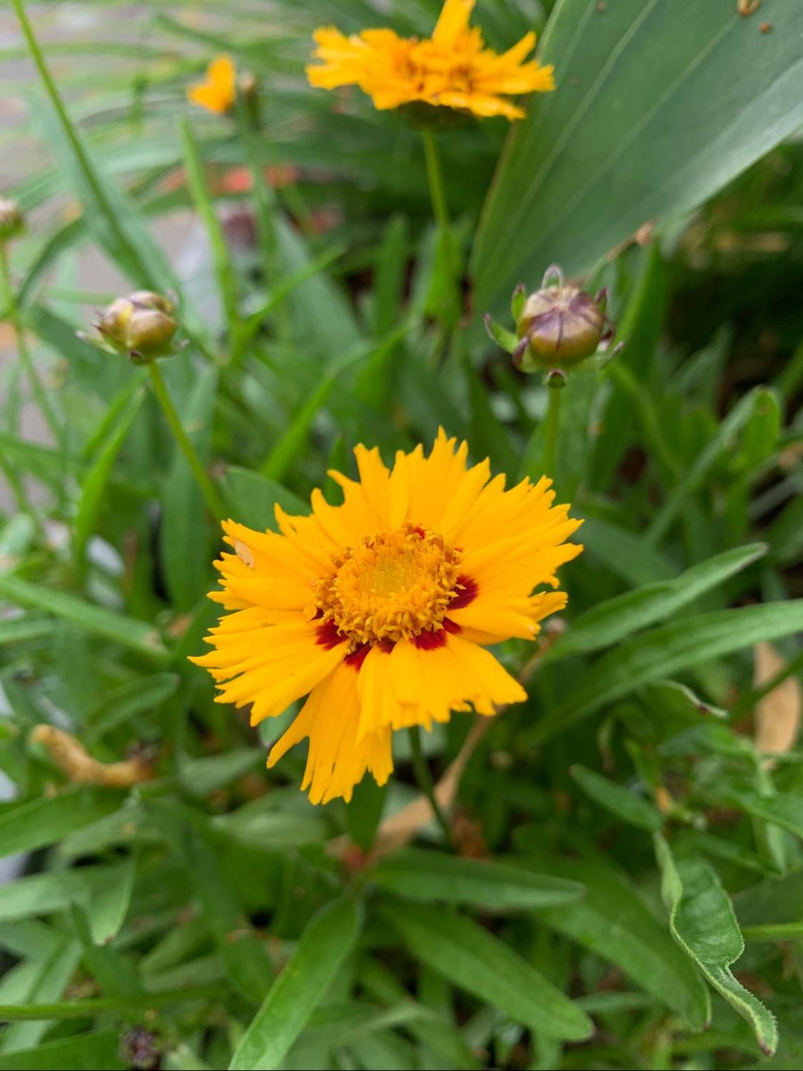 Großblumiges Mädchenauge 'Andiamo Yellow with Red' - Coreopsis grandiflora 'Andiamo Yellow with Red'