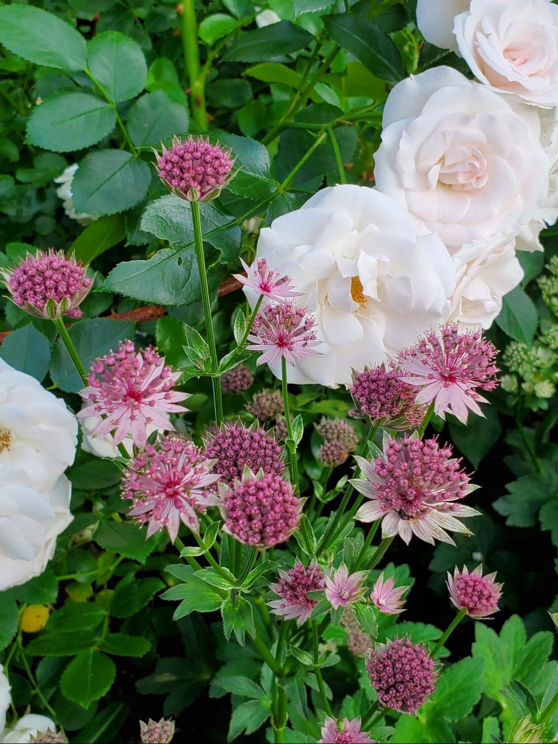 Große Sterndolde 'Star of Love' - Astrantia major 'Star of Love'
