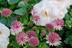 Große Sterndolde 'Star of Love' - Astrantia major 'Star of Love'