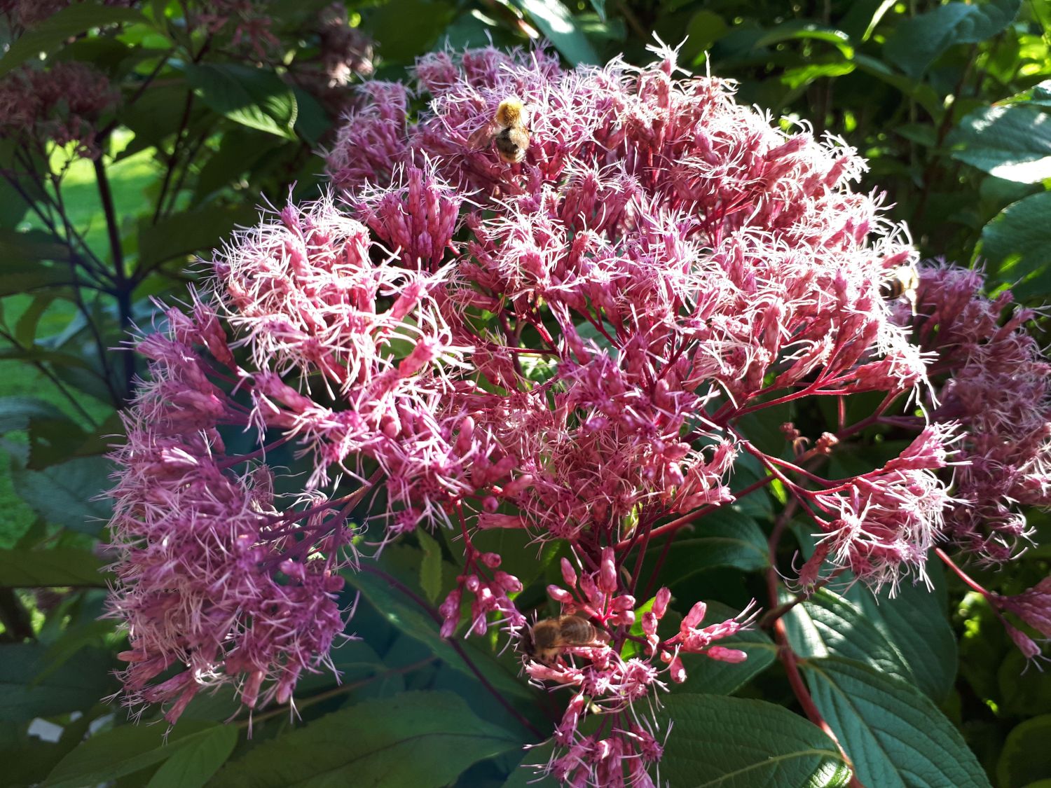 Großer Wasserdost 'Purple Bush' - Eupatorium fistulosum 'Purple Bush'