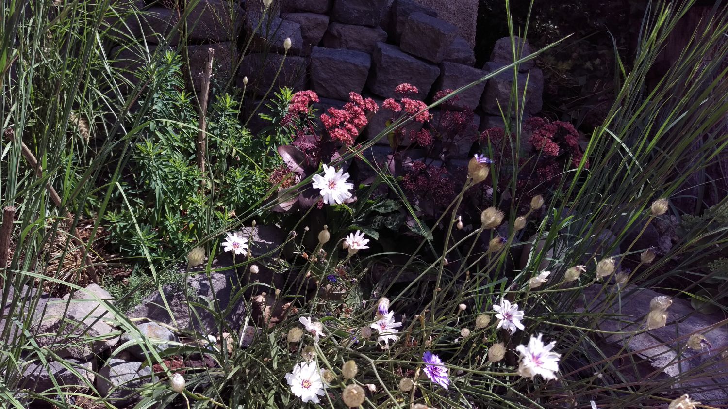 Großes Fettblatt 'José Aubergine' - Sedum telephium 'José Aubergine'