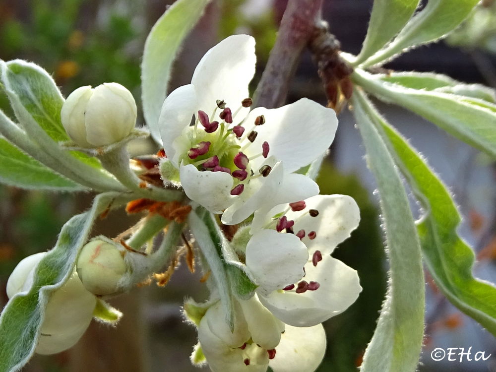 Hängende Wildbirne 'Pendula' Pyrus salicifolia 'Pendula' Baumschule