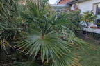 Hanfpalme - Trachycarpus fortunei