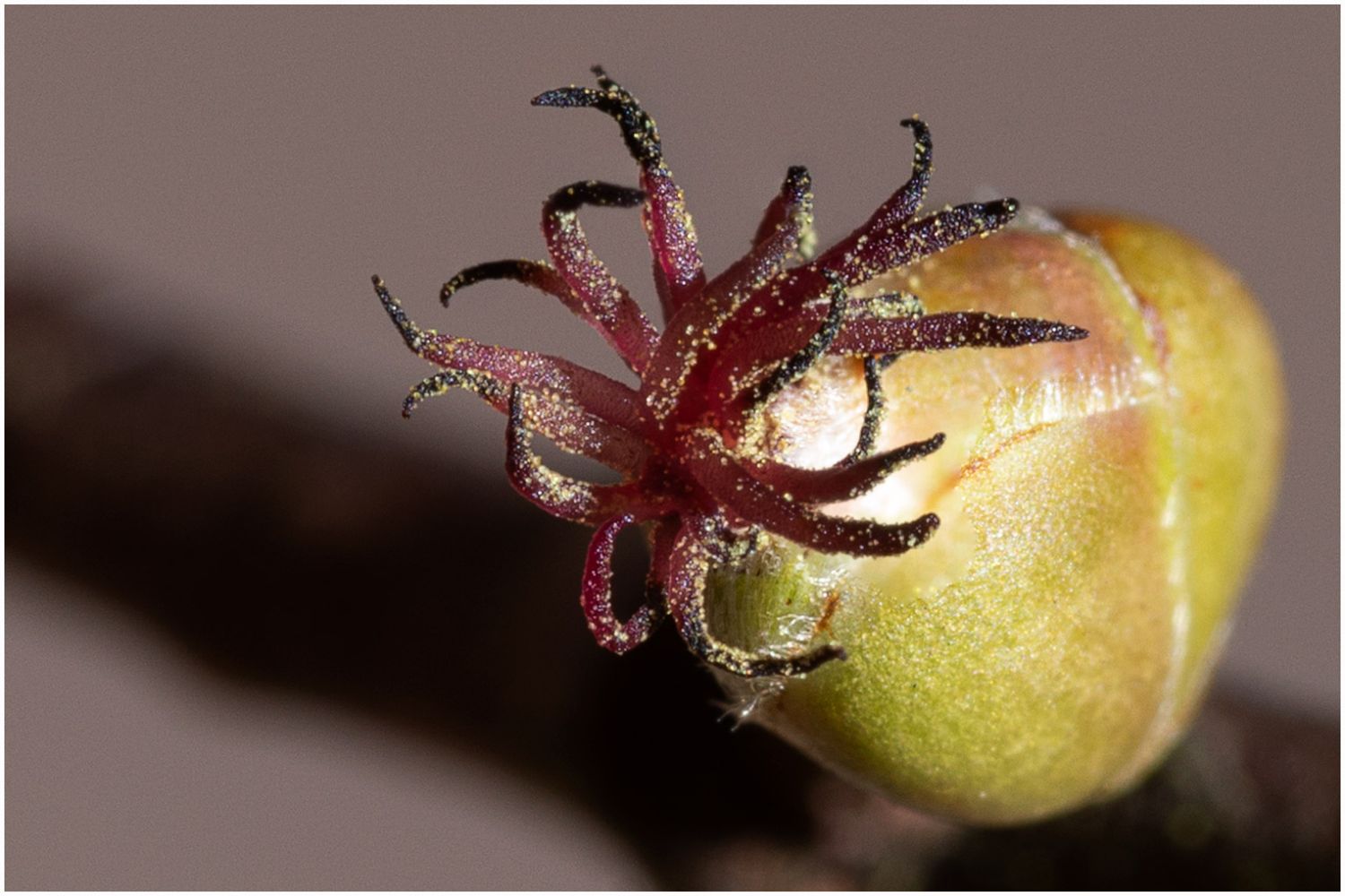 Haselnuss / Waldhasel - Corylus avellana