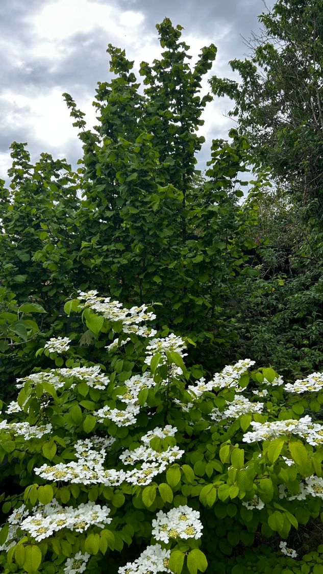 Haselnuss / Waldhasel - Corylus avellana