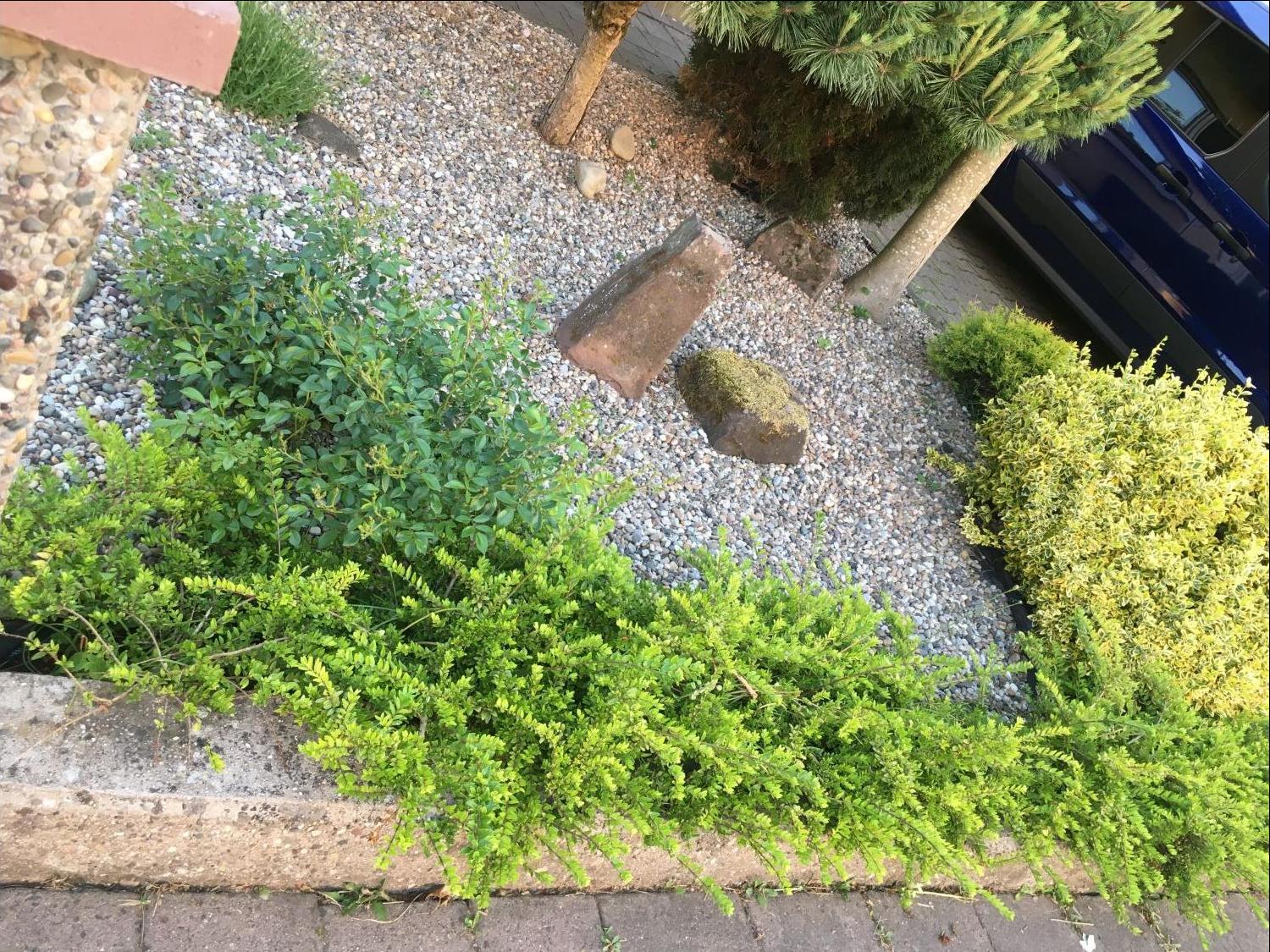 Heckenmyrte 'Maigrün' - Lonicera nitida 'Maigrün'