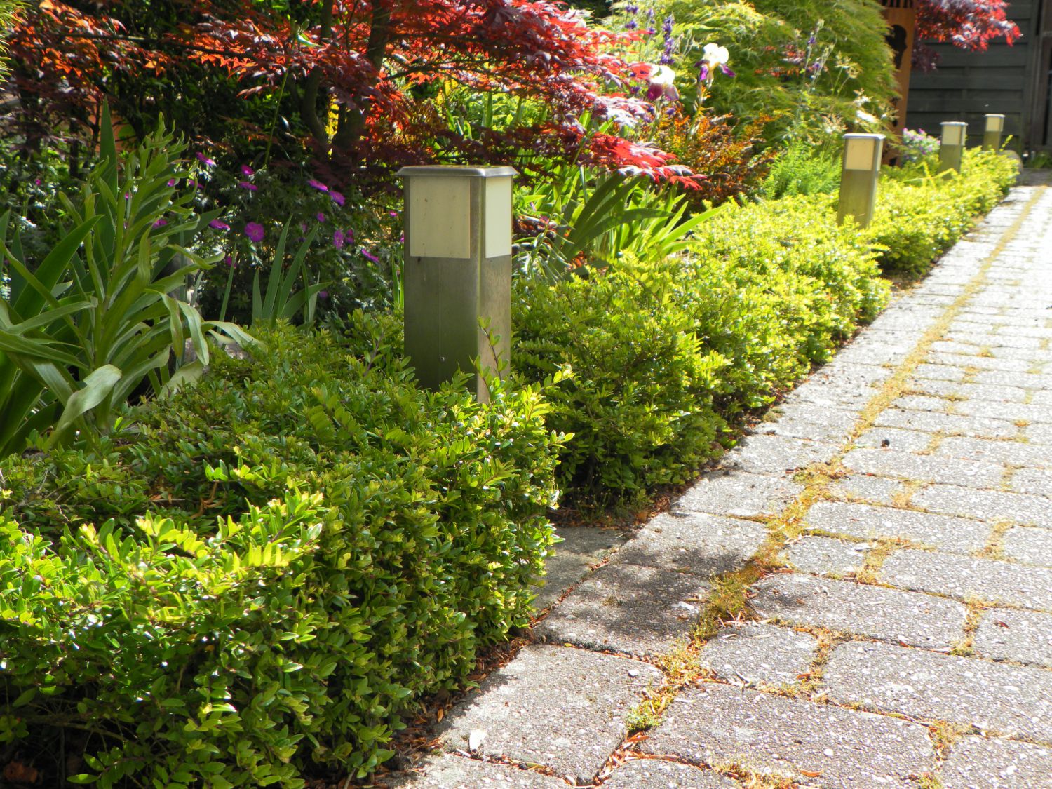 Heckenmyrte 'Maigrün' - Lonicera nitida 'Maigrün'