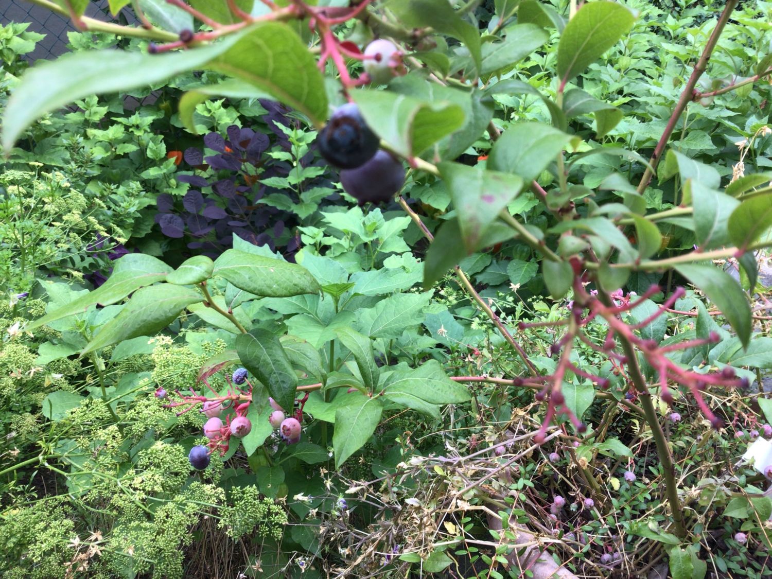 Heidelbeere 'Bluecrop' - Vaccinium corymbosum 'Bluecrop'