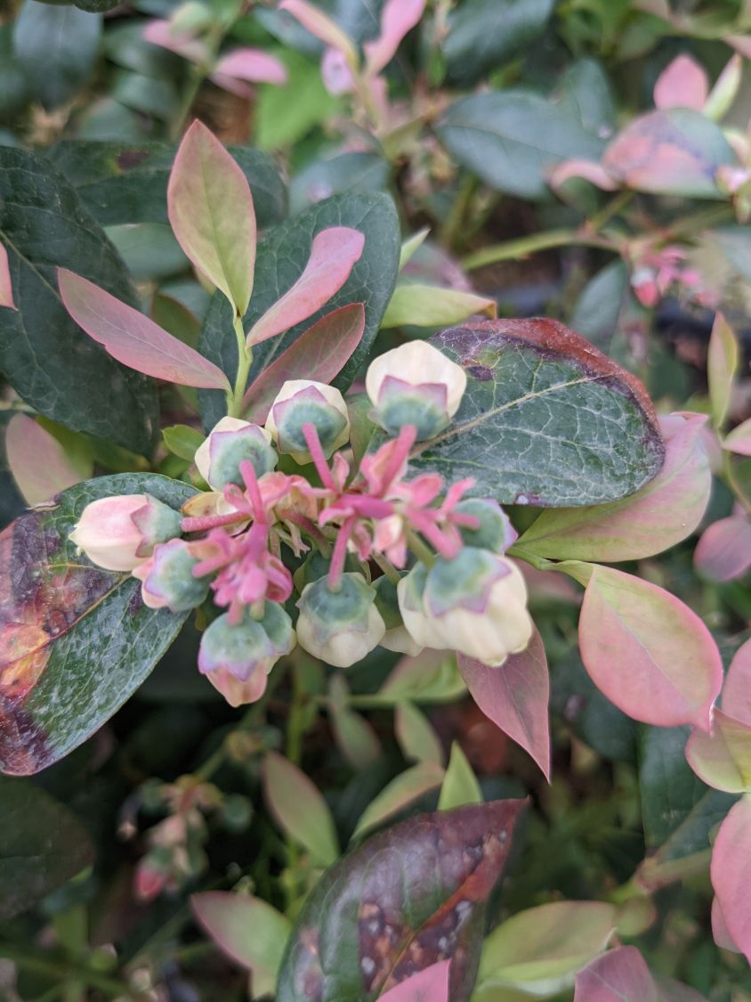 Heidelbeere BRAZEL BERRY ® 'PINK BREEZE' ® - Vaccinium angustifolium BRAZEL BERRY ® 'PINK BREEZE' ®