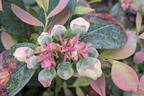 Heidelbeere BRAZEL BERRY ® 'PINK BREEZE' ® - Vaccinium angustifolium BRAZEL BERRY ® 'PINK BREEZE' ®