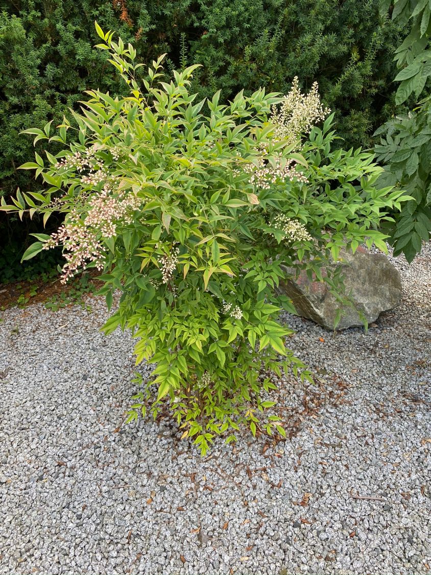 Heiliger Bambus / Himmelsbambus - Nandina domestica