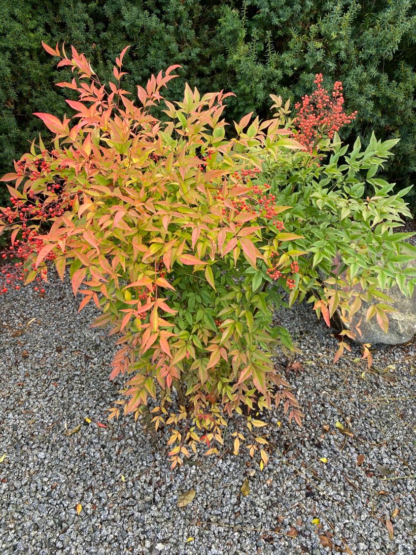 Heiliger Bambus / Himmelsbambus - Nandina domestica
