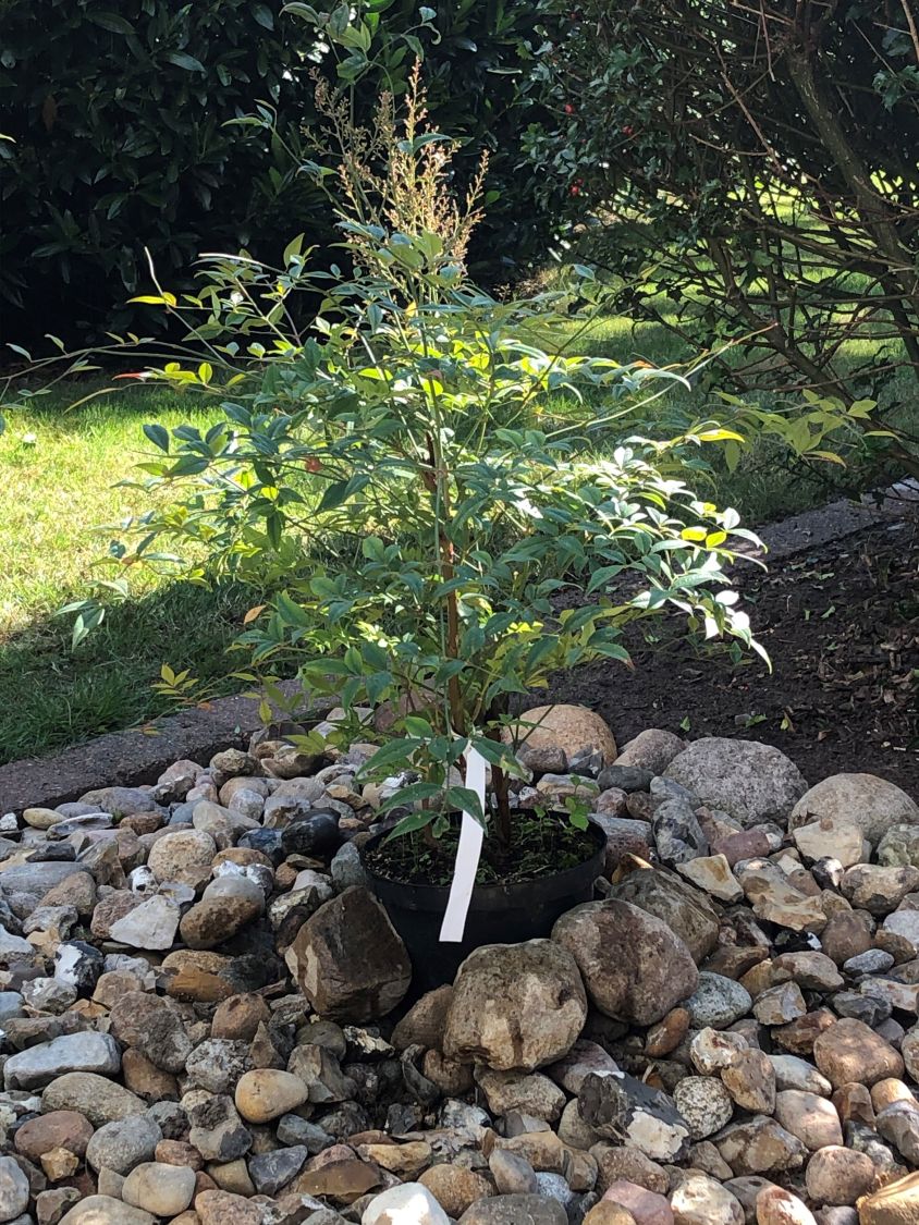 Heiliger Bambus / Himmelsbambus 'Magical Lemon an Lime' ® - Nandina domestica 'Magical Lemon and Lime' ®