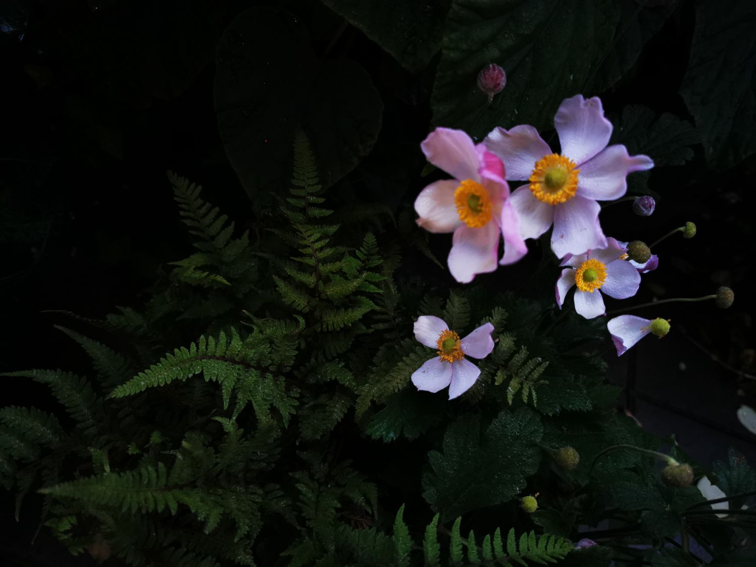 Herbst-Anemone 'Ouvertüre' - Anemone hupehensis 'Ouvertüre'