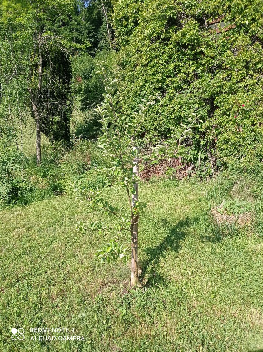 Herbstapfel 'Cox Orange' Renette - Malus 'Cox Orange' Renette