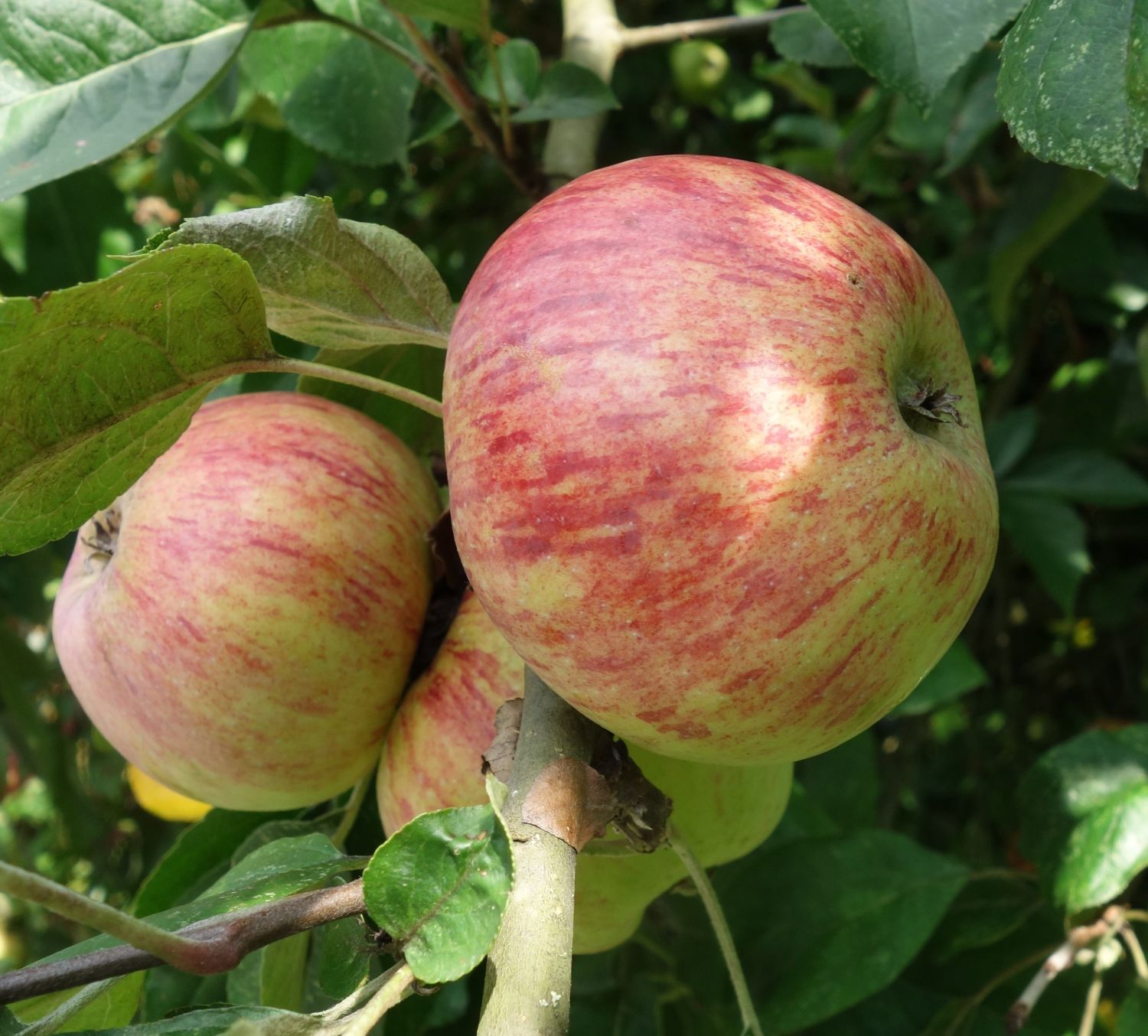 Herbstapfel 'Gravensteiner' - Malus 'Gravensteiner'