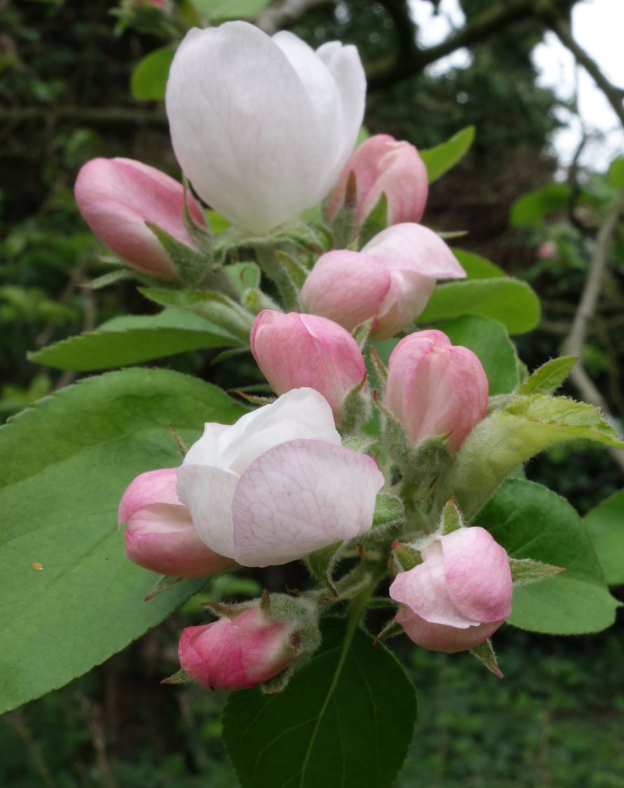 Herbstapfel 'Gravensteiner' - Malus 'Gravensteiner'