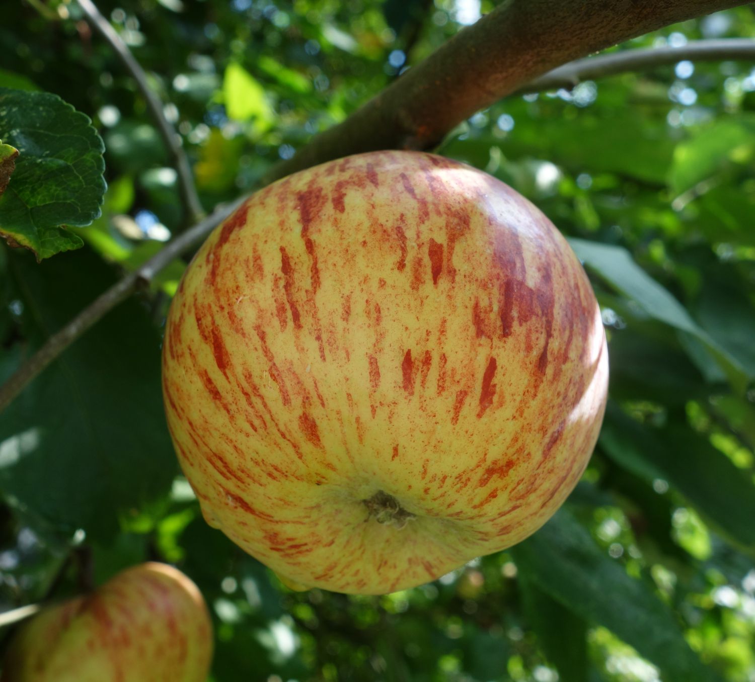Herbstapfel 'Gravensteiner' - Malus 'Gravensteiner'