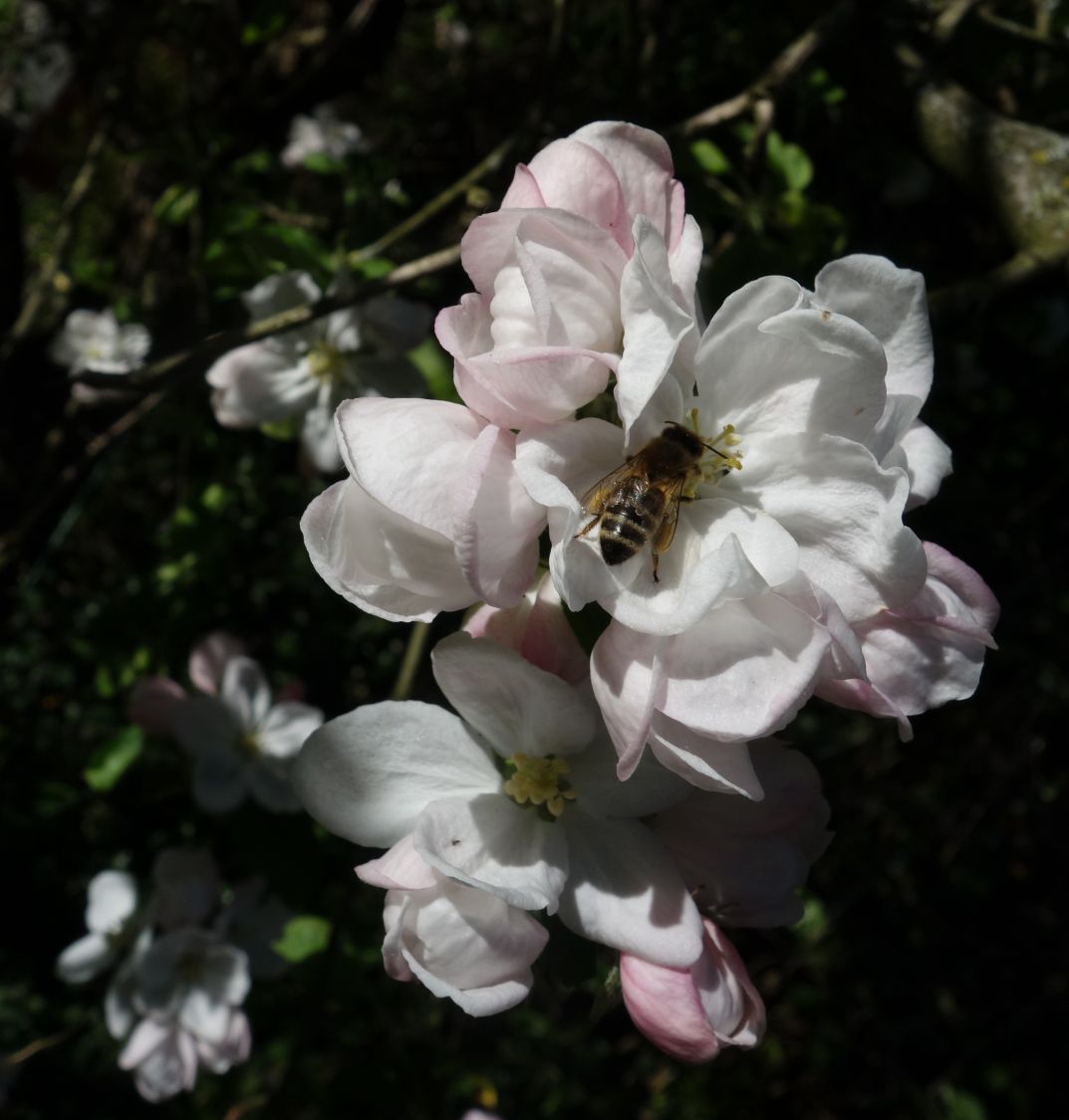 Herbstapfel 'Gravensteiner' - Malus 'Gravensteiner'