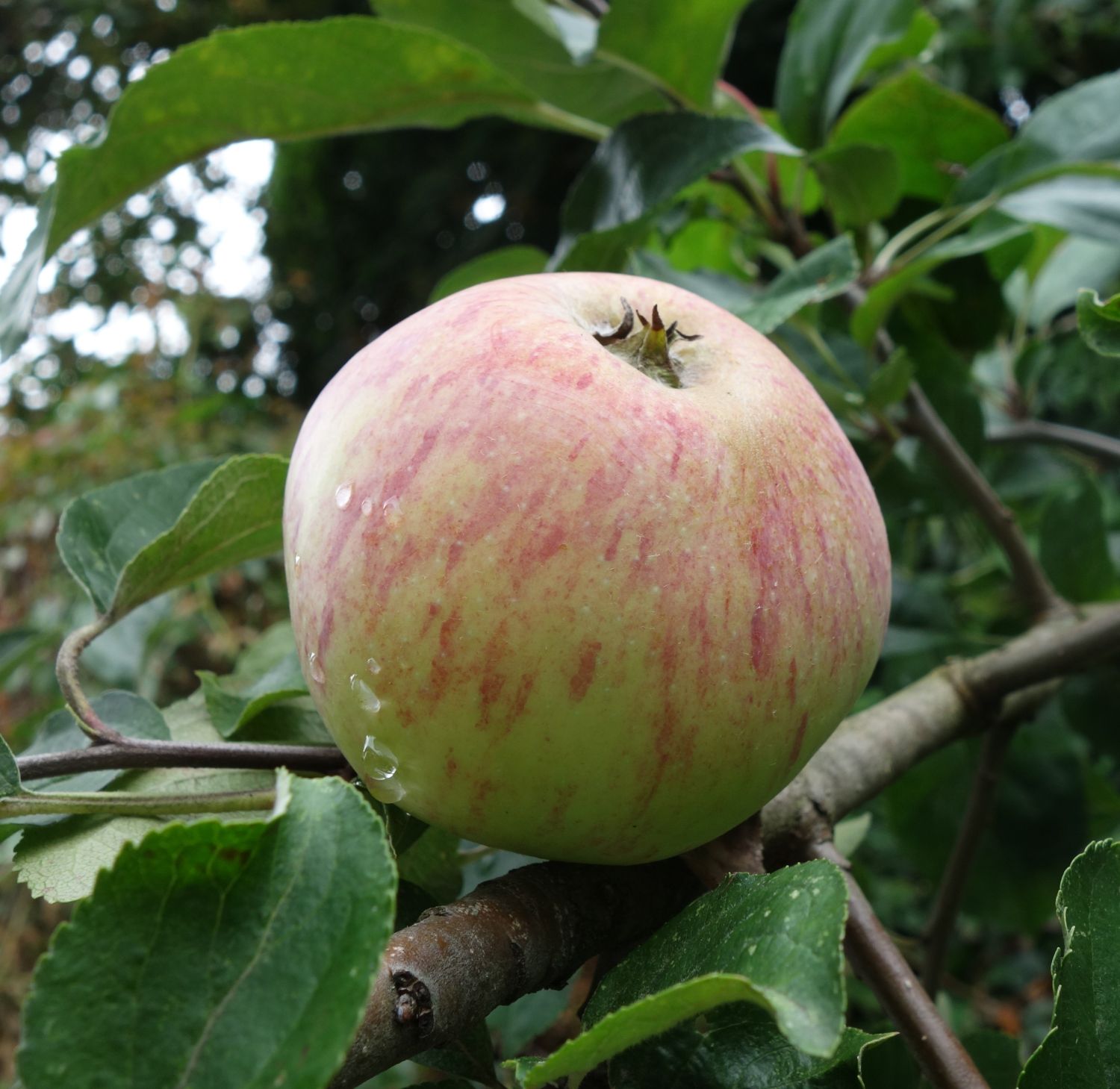 Herbstapfel 'Gravensteiner' - Malus 'Gravensteiner'
