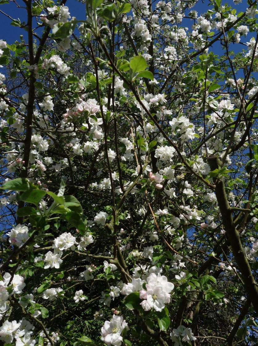 Herbstapfel 'Gravensteiner' - Malus 'Gravensteiner'