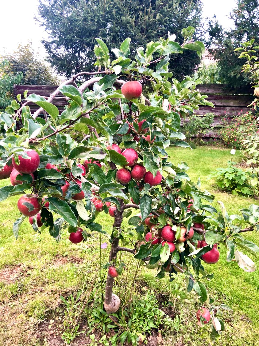 Herbstapfel 'Gravensteiner' - Malus 'Gravensteiner'