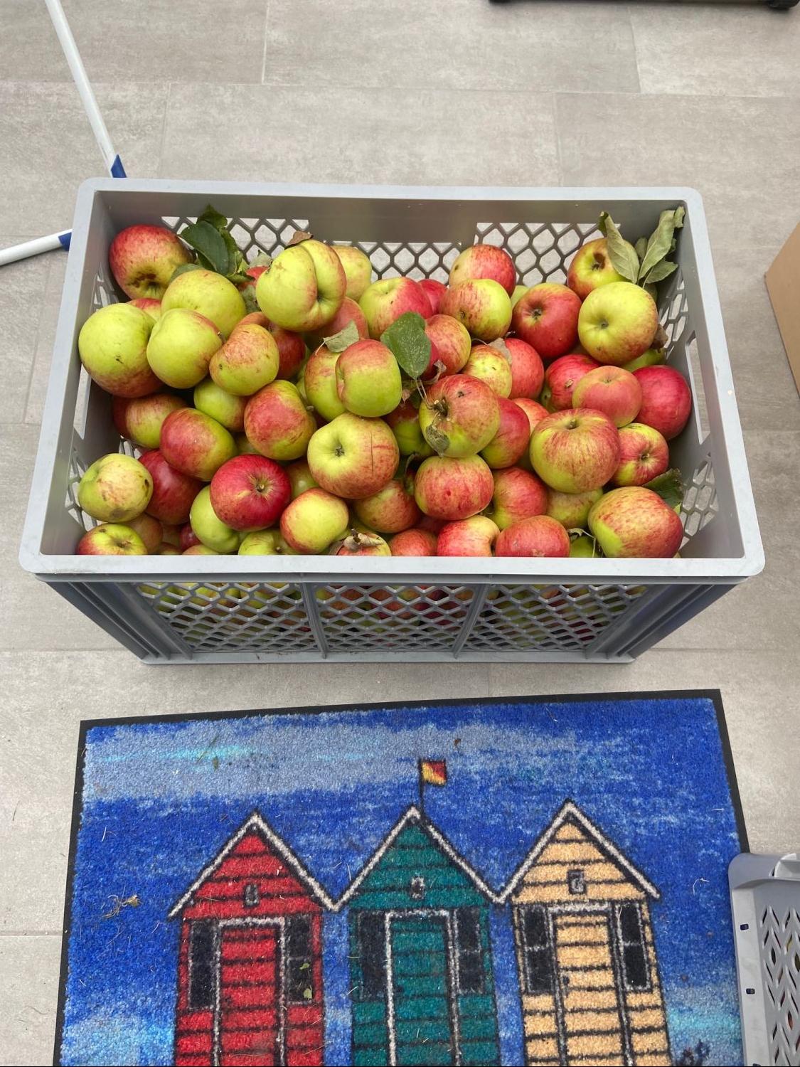 Herbstapfel 'Heuchelheimer Schneeapfel' - Malus domestica 'Heuchelheimer Schneeapfel'