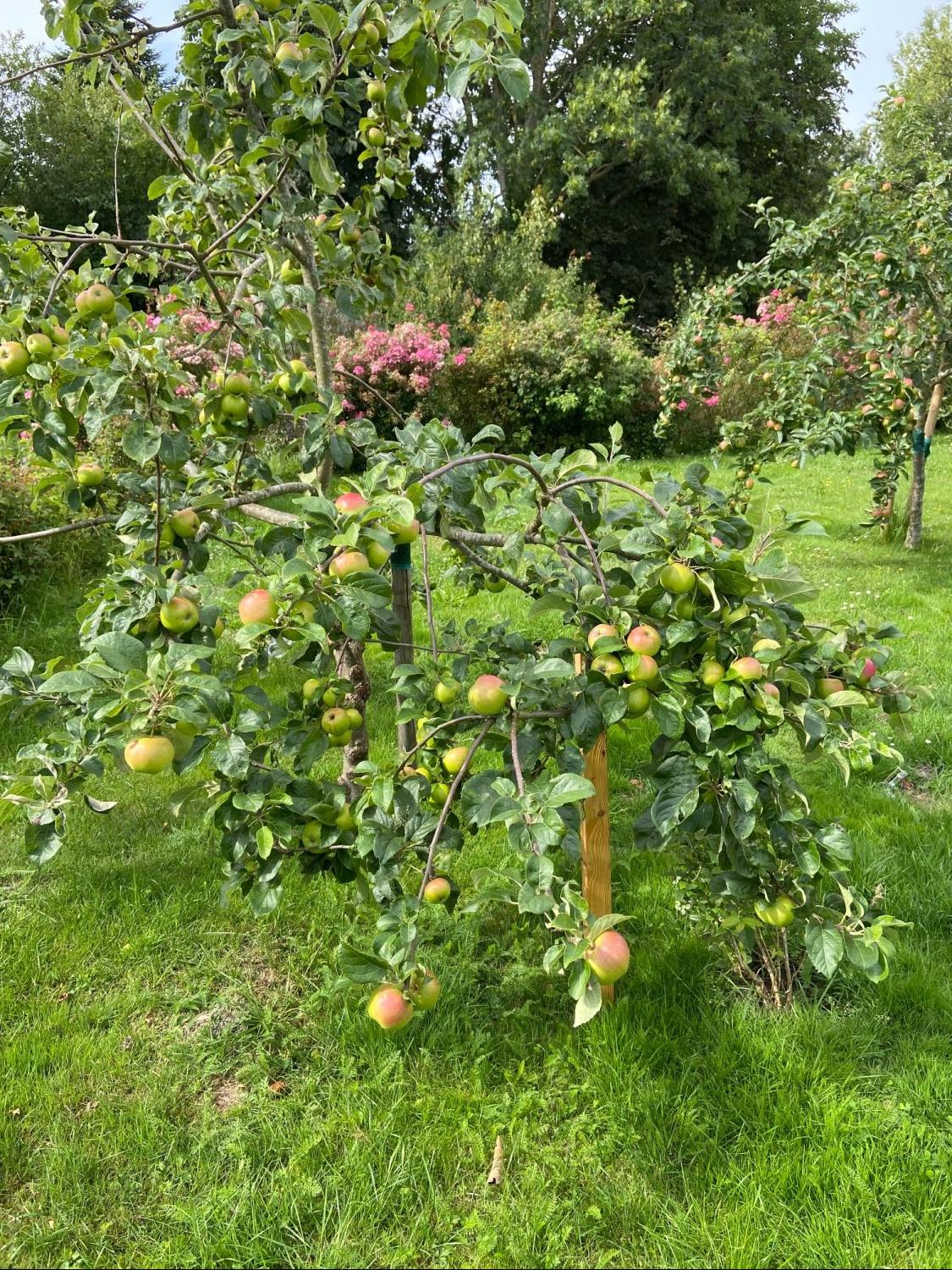 Herbstapfel 'Heuchelheimer Schneeapfel' - Malus domestica 'Heuchelheimer Schneeapfel'