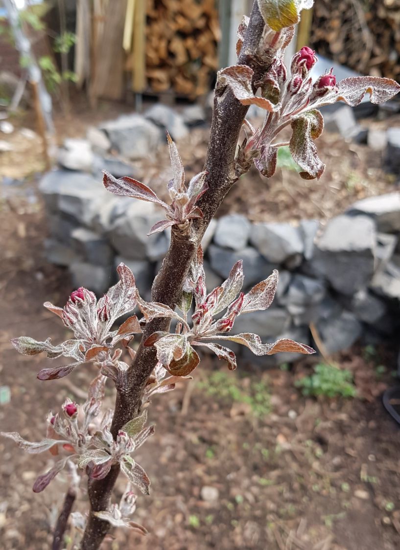 Herbstapfel 'Rote Wolke' - Malus 'Rote Wolke'