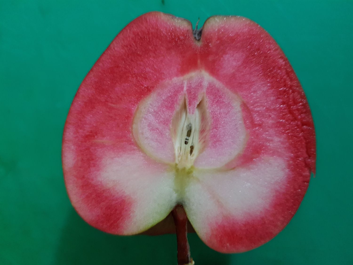 Herbstapfel 'Rote Wolke' - Malus 'Rote Wolke'