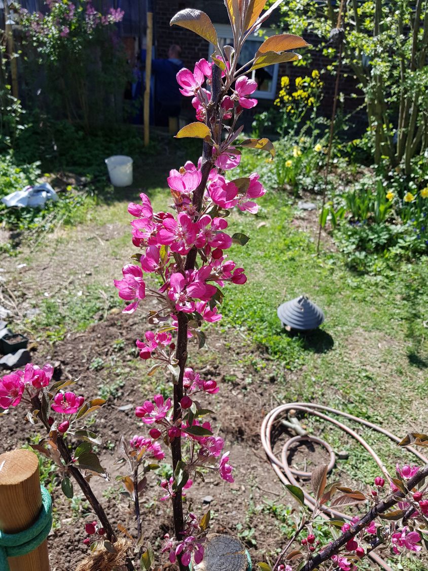 Herbstapfel 'Rote Wolke' - Malus 'Rote Wolke'