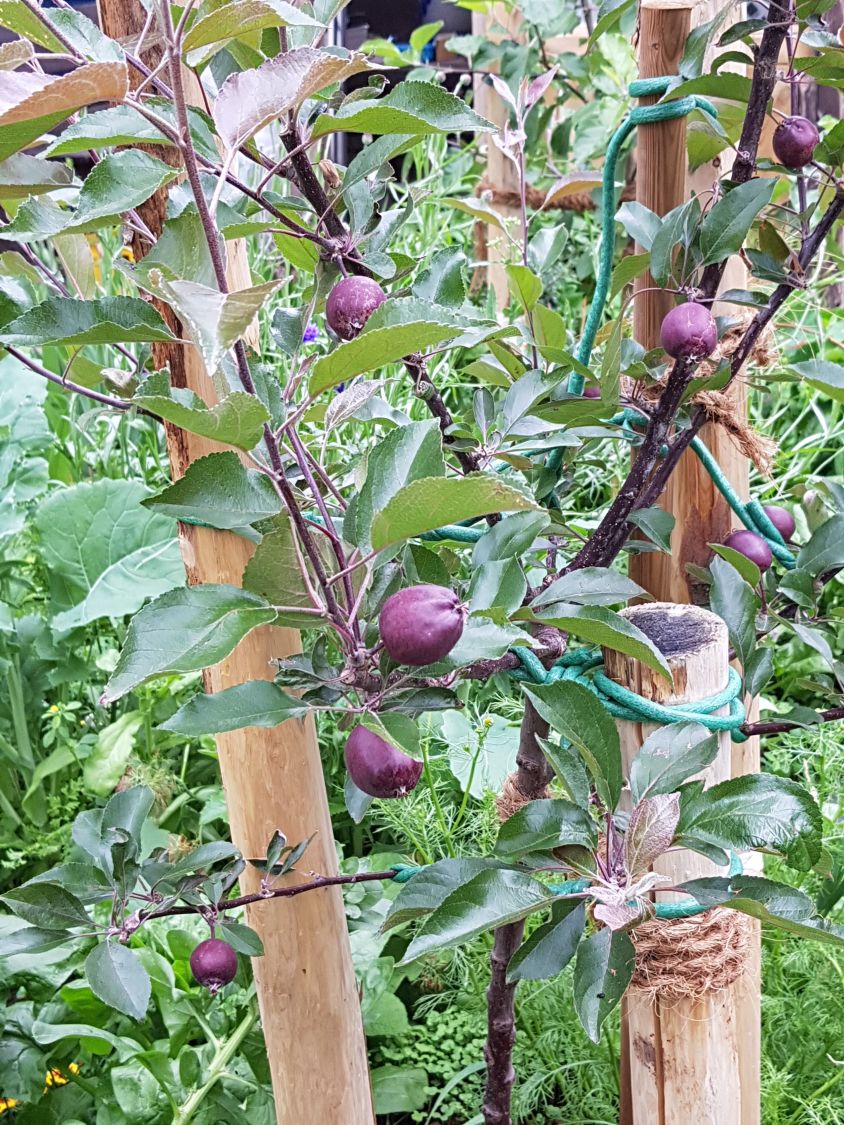 Herbstapfel 'Rote Wolke' - Malus 'Rote Wolke'