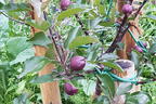 Herbstapfel 'Rote Wolke' - Malus 'Rote Wolke'