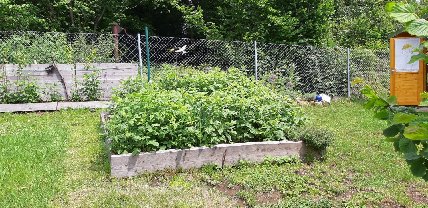 Himbeere 'Aroma Queen' Rubus idaeus 'Aroma Queen' ® Baumschule