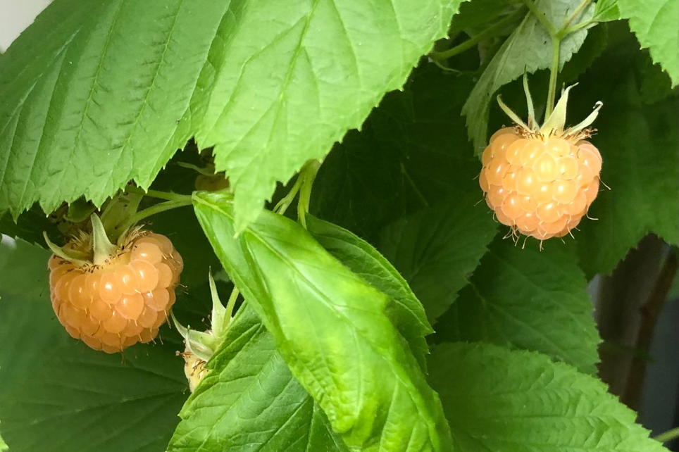 Himbeere 'Autumn Amber' ® - Rubus idaeus 'Autumn Amber' ® - Baumschule ...