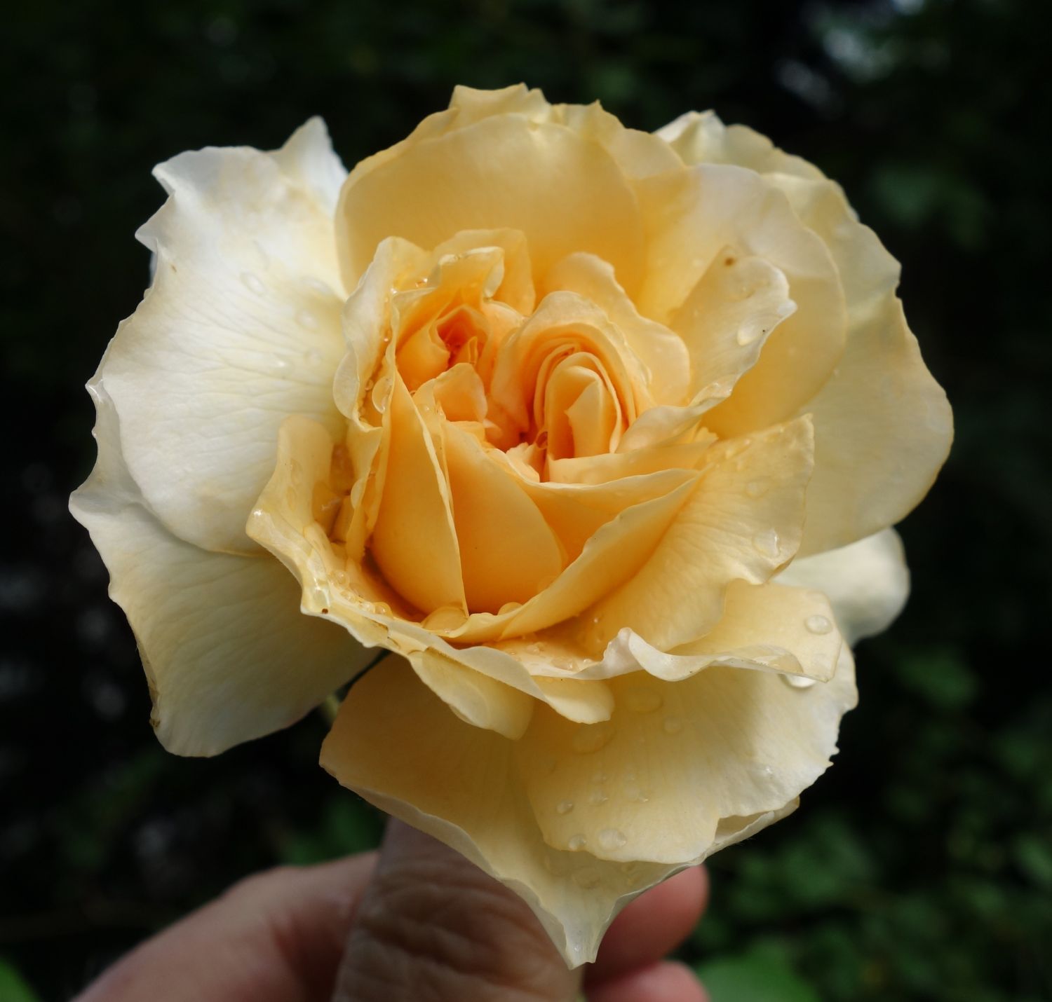 Historische Rose 'Buff Beauty' - Rosa 'Buff Beauty'