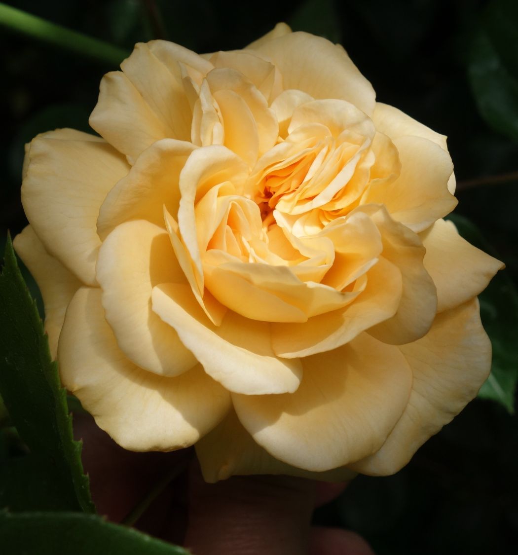 Historische Rose 'Buff Beauty' - Rosa 'Buff Beauty'
