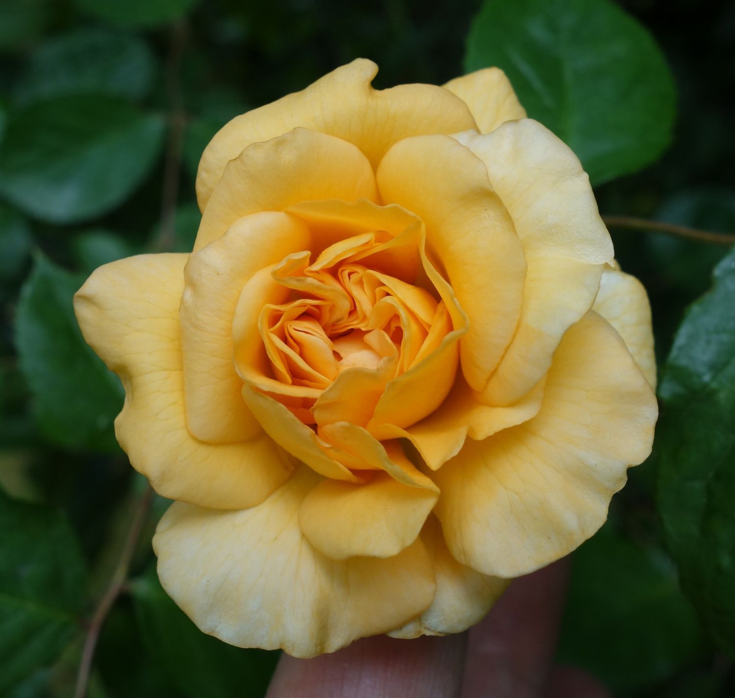 Historische Rose 'Buff Beauty' - Rosa 'Buff Beauty'