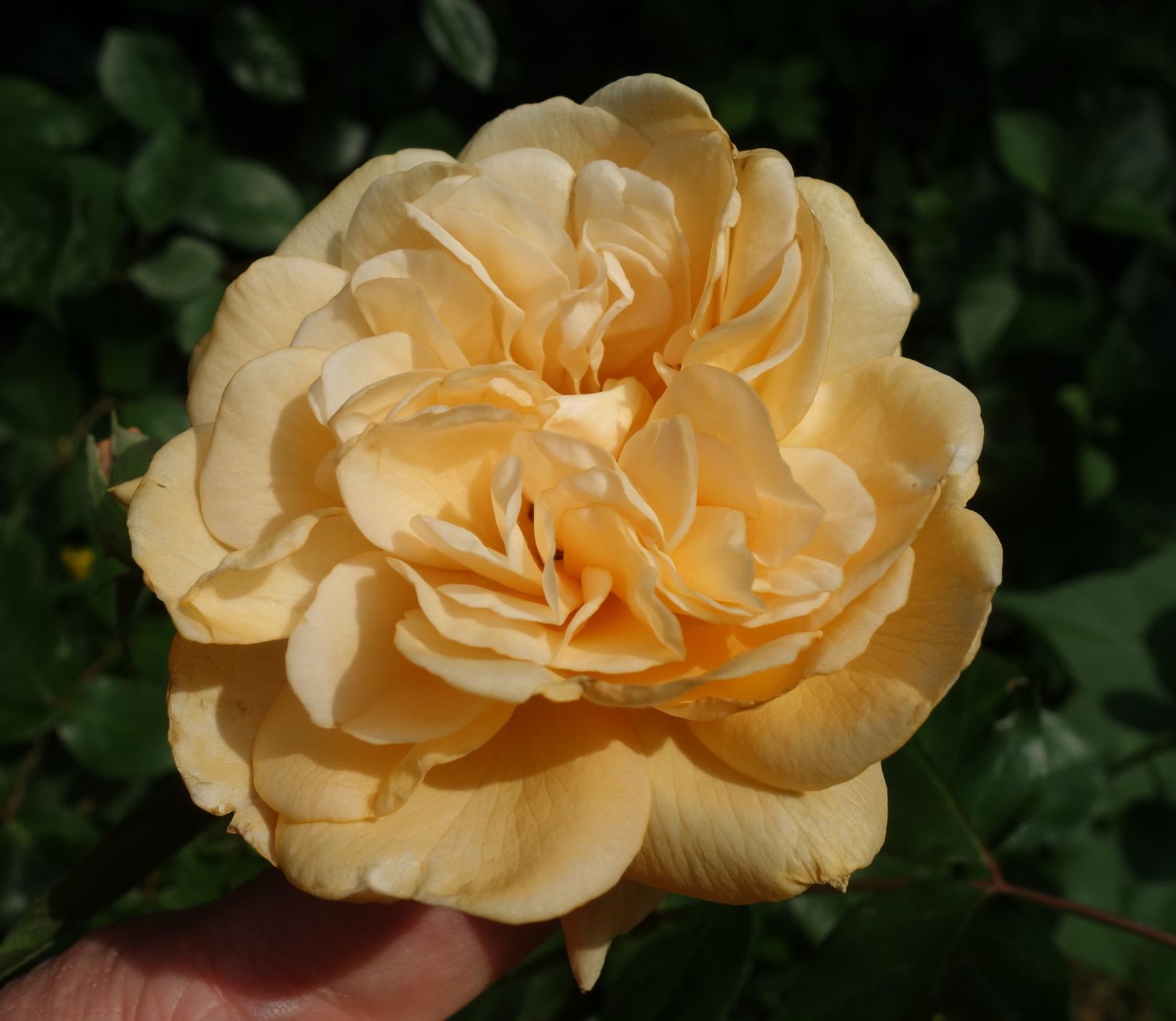 Historische Rose 'Buff Beauty' - Rosa 'Buff Beauty'