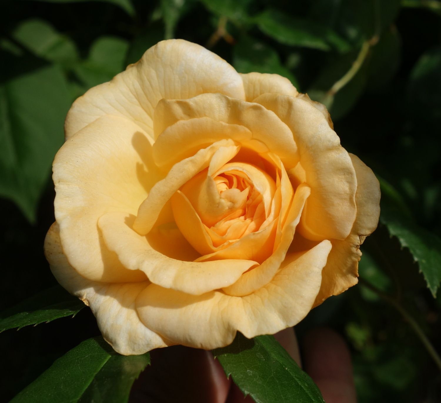 Historische Rose 'Buff Beauty' - Rosa 'Buff Beauty'